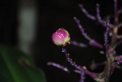 Dichorisandra thyrsiflora