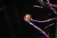 Dichorisandra thyrsiflora