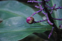 Dichorisandra thyrsiflora