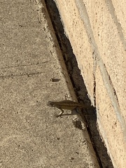 Sceloporus occidentalis