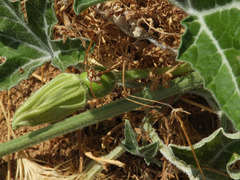 Cucurbita digitata