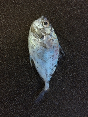 Leiognathidae