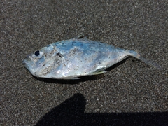 Leiognathidae