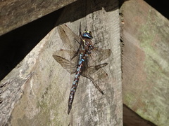 Rhionaeschna variegata