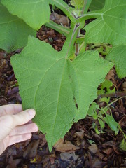 Smallanthus sonchifolius