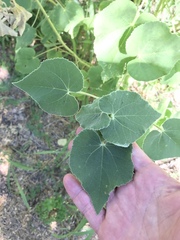 Allowissadula lozanoi