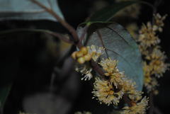 Neolitsea dealbata