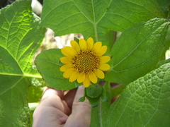 Smallanthus sonchifolius