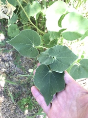 Allowissadula lozanoi