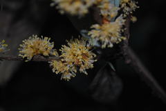 Neolitsea dealbata