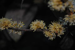 Neolitsea dealbata
