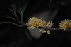 Neolitsea dealbata