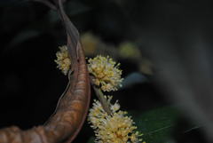 Neolitsea dealbata