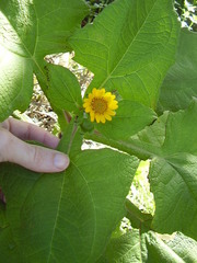Smallanthus sonchifolius