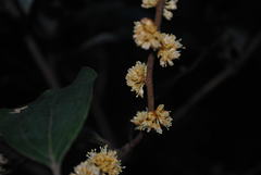 Neolitsea dealbata