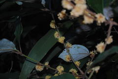 Neolitsea dealbata