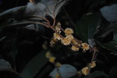 Neolitsea dealbata