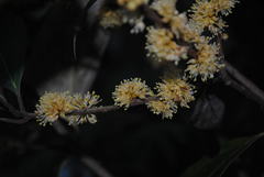 Neolitsea dealbata