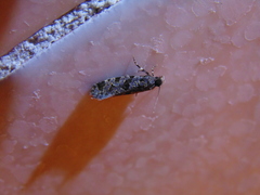 Amydria margoriella