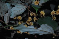Neolitsea dealbata