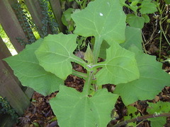 Smallanthus sonchifolius