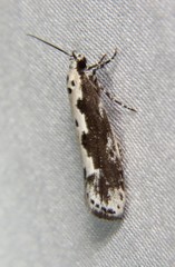 Ethmia semilugens