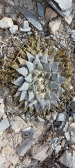Ariocarpus retusus retusus
