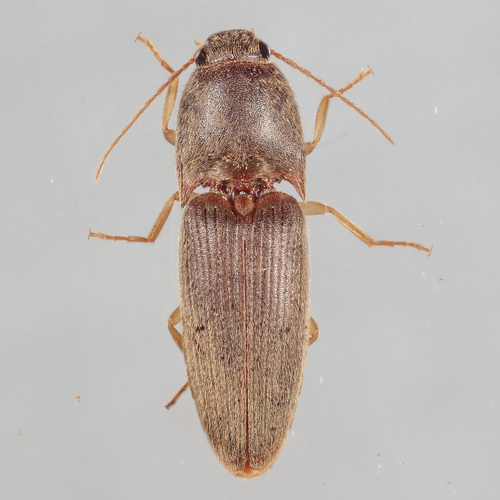 Pasture Wireworm (Conoderus exsul) · iNaturalist