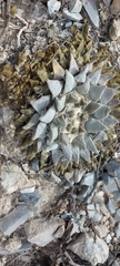 Ariocarpus retusus retusus