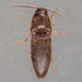 Pasture Wireworm - Photo (c) Victor Engel, some rights reserved (CC BY), uploaded by Victor Engel