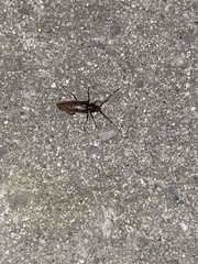 Enaphalodes hispicornis