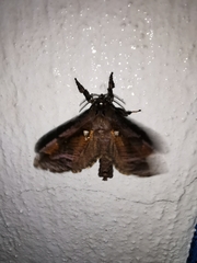 Langsdorfia franckii