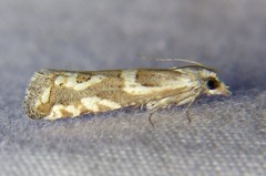 Pelochrista serpentana