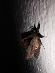 Langsdorfia franckii