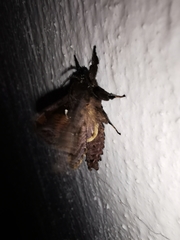 Langsdorfia franckii