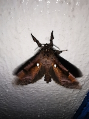 Langsdorfia franckii