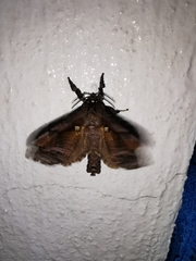 Langsdorfia franckii