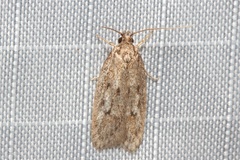 Acantholena