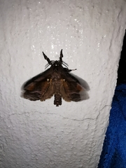 Langsdorfia franckii