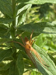 Dolomedes sulfureus