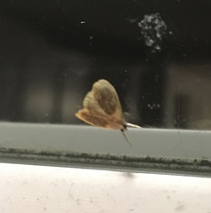 Glaphyria fulminalis