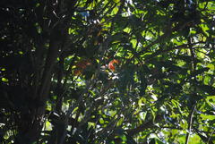 Stenocarpus sinuatus