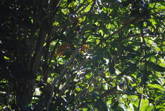 Stenocarpus sinuatus