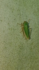 Draeculacephala noveboracensis