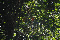 Stenocarpus sinuatus