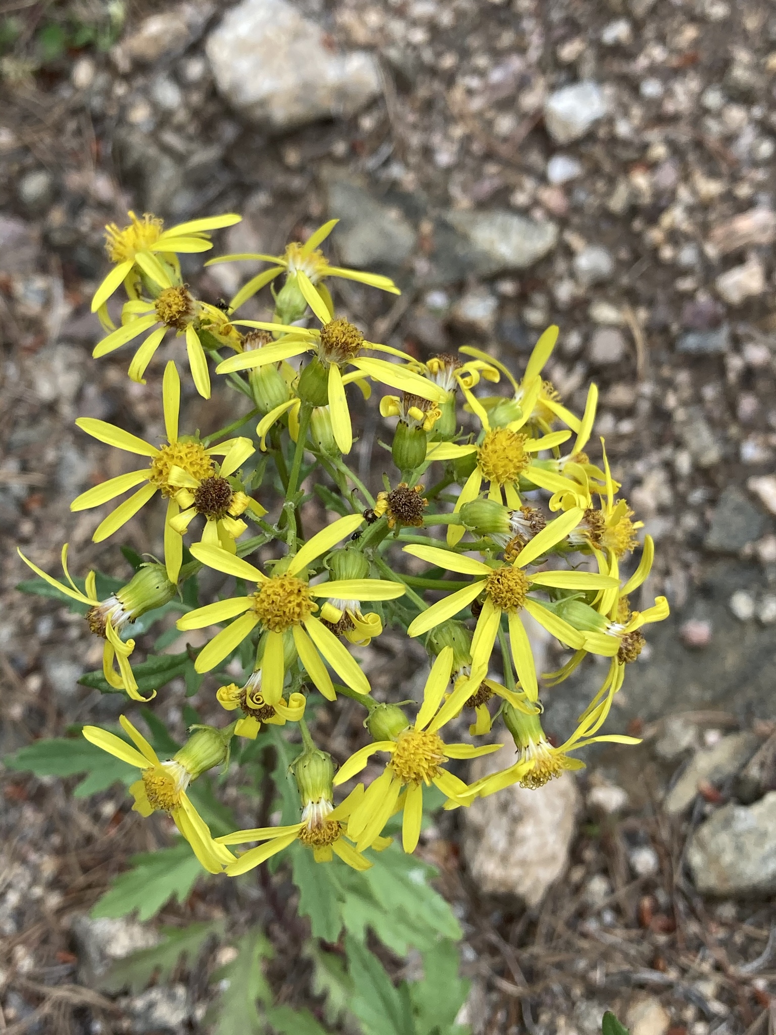 Senecio eremophilus var. kingii