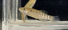 Fundulus zebrinus