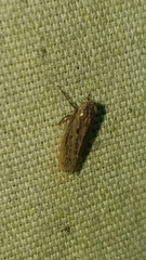 Amplicephalus osborni