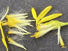 Senecio eremophilus kingii