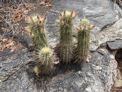 Echinocereus ledingii
